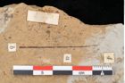 Foto (Detailansicht) von Pinus palaeostrobus Ettingshausen (NHMW-GEO-2024-0188-0213)